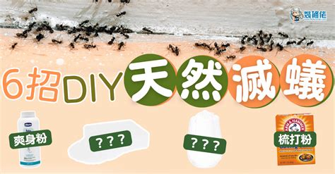 屋企有白蟻|【滅蟻方法】屋企有蟻？教你2步輕鬆滅蟻＋防蟻方法！ 